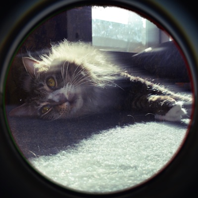 Zeke stretching in the sun