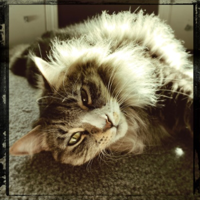 Zeke the fuzzball 2