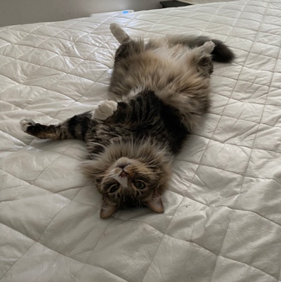 Zeke is ready for the bed to be made on top of him