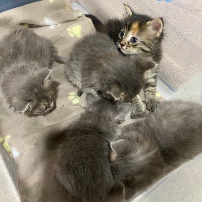 Fosters after their first bath