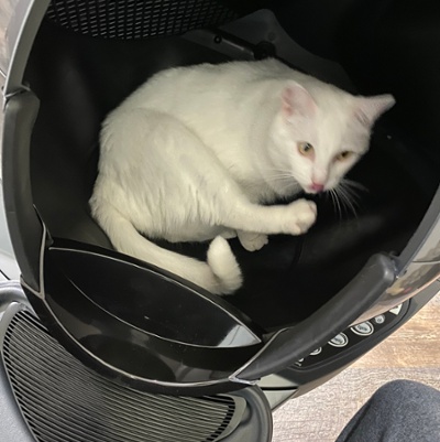 It is a bed not a litter robot Sparrow