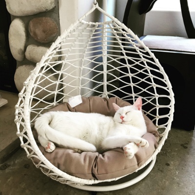 Sparrows special bed