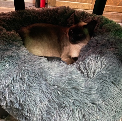 Bernadette hiding in her favorite bed