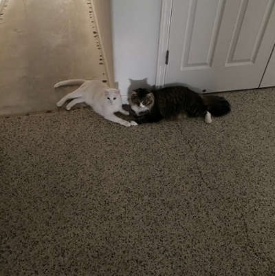 The boys holding paws around the corner