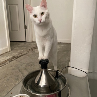 Finch can stand on water