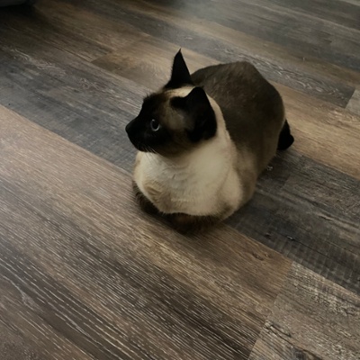 The flooring was put in to match Bernadette
