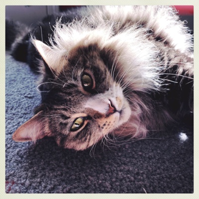 Zeke the fuzzball