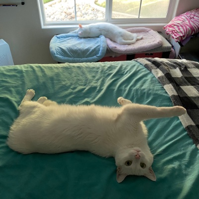 Finch wanting his human back