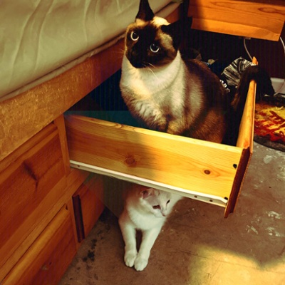 Drawers are for kitties not socks