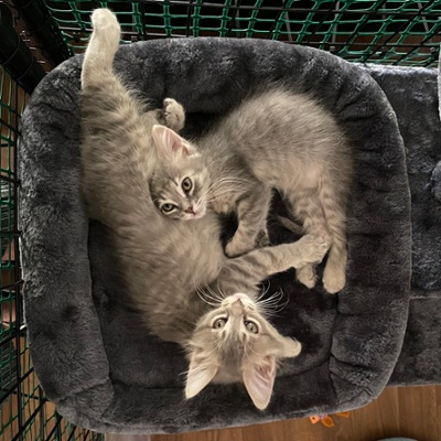 Foster sisters