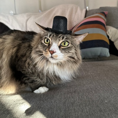 Zeke and Top Hat