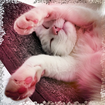 Finch the sleeping boy